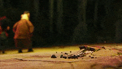 seriousvainafricanporcupine-max-1mb